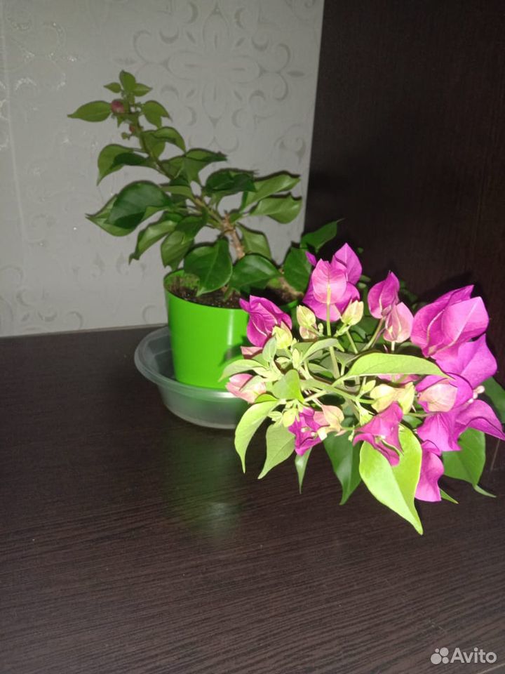 Цветы купить на Зозу.ру - фотография № 4