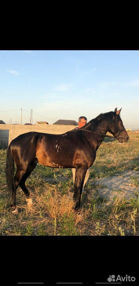 Продаётся лошадь, Англо - Карачаевская купить на Зозу.ру - фотография № 5