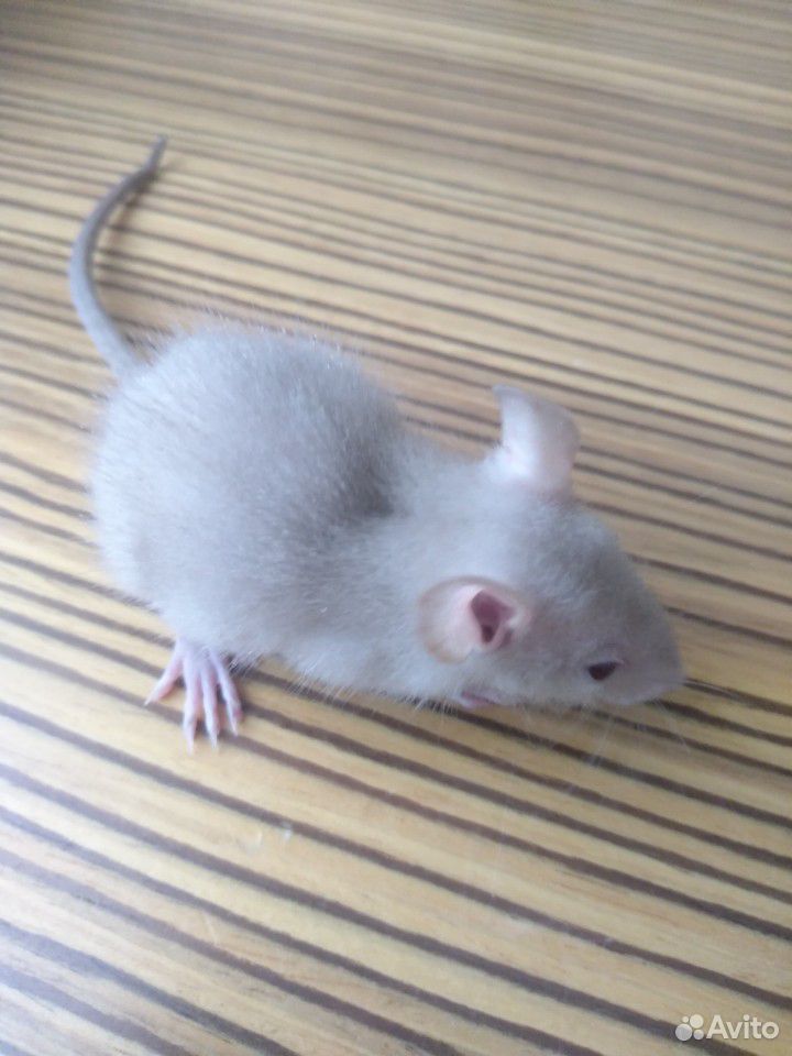 Крысёнок купить на Зозу.ру - фотография № 1