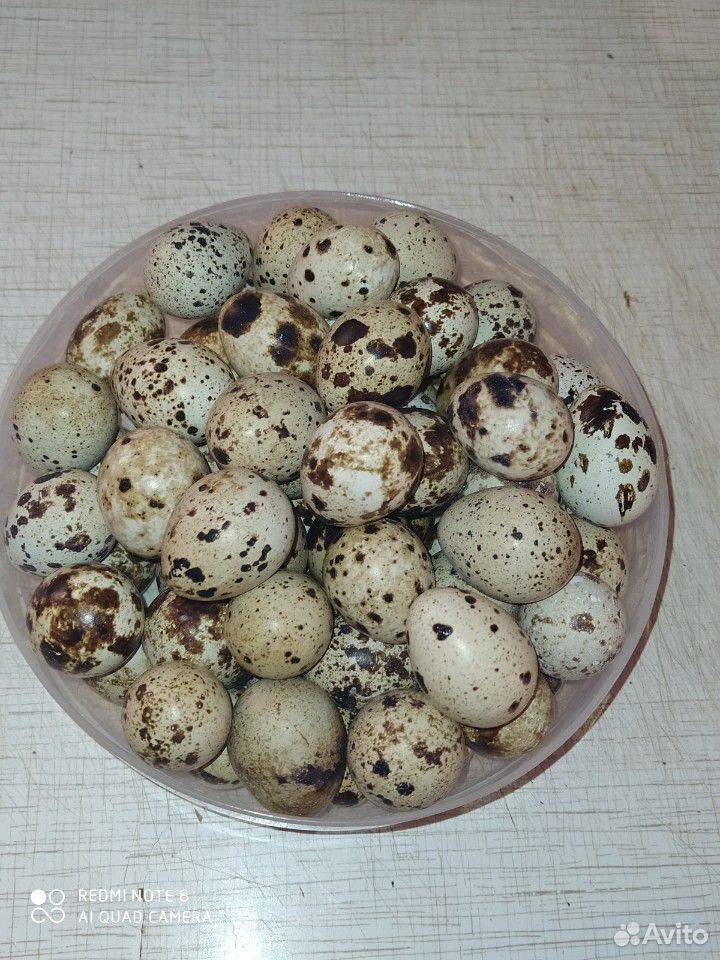 Перепелки, перепелиное мясо и яйца купить на Зозу.ру - фотография № 3