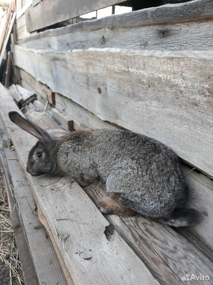 Кролики "серого великана" купить на Зозу.ру - фотография № 1