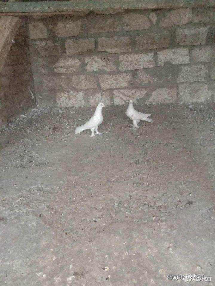 Широкохвостые голуби купить на Зозу.ру - фотография № 5