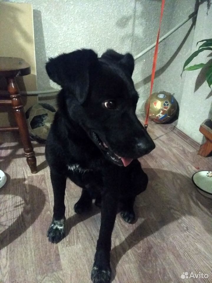 Найдена чёрная собака кобель на пляже в Олимпийско купить на Зозу.ру - фотография № 3