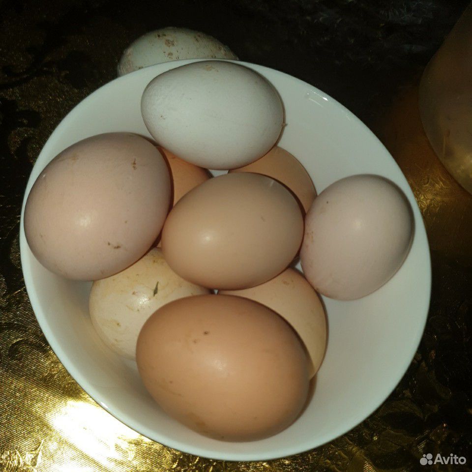 Яйца куриные для инкубатора купить на Зозу.ру - фотография № 2