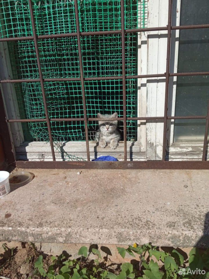Ищем дом котёнку купить на Зозу.ру - фотография № 1
