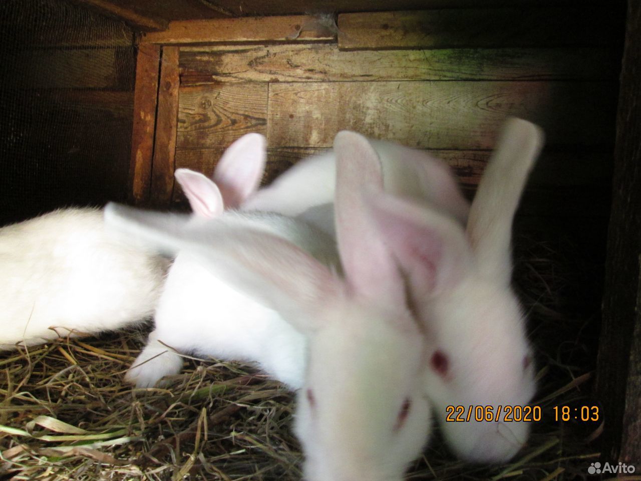 Кролики,коза купить на Зозу.ру - фотография № 1
