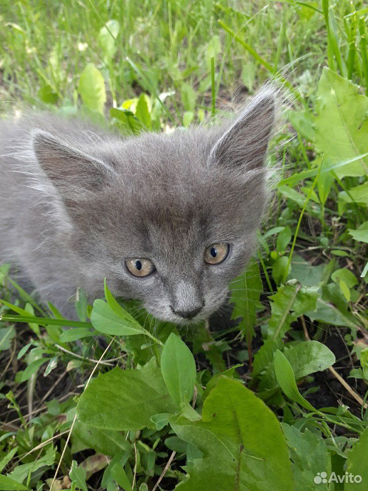 Очень милые котята :З купить на Зозу.ру - фотография № 3