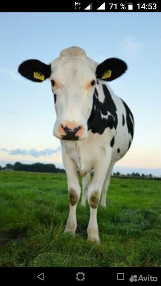 Корова на молоко купить на Зозу.ру - фотография № 1