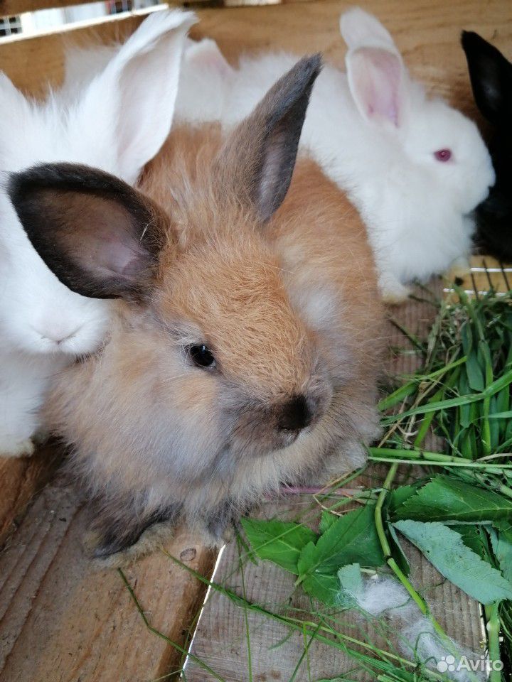 Кролики немецкая ангора и французский баран купить на Зозу.ру - фотография № 4