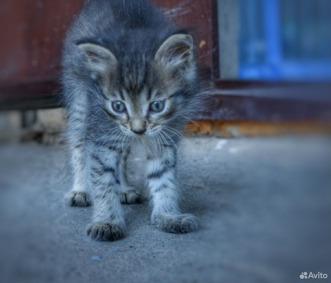 Котята купить на Зозу.ру - фотография № 5