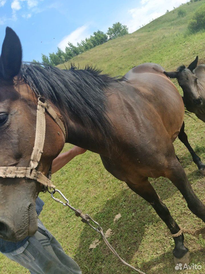 Продам лошадь с жеребенком купить на Зозу.ру - фотография № 2
