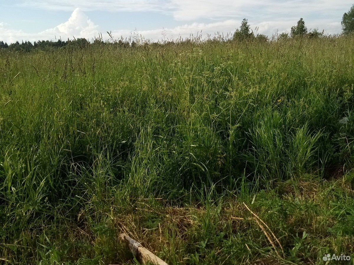 Луговая трава купить на Зозу.ру - фотография № 1