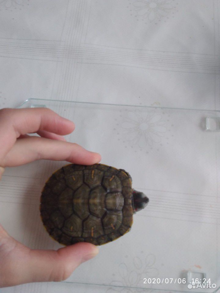 Черепаха красноухая+ аквариум купить на Зозу.ру - фотография № 8