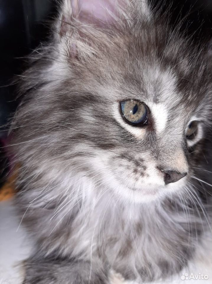 Котёнок мейн-куна 1.5 месяца купить на Зозу.ру - фотография № 2