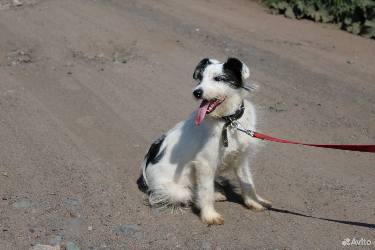 Небольшая собачка Тася ищет дом купить на Зозу.ру - фотография № 4