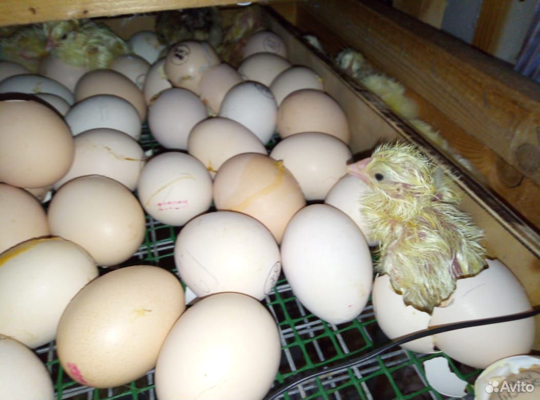 Инкубатор фермерский 550 яиц купить на Зозу.ру - фотография № 4