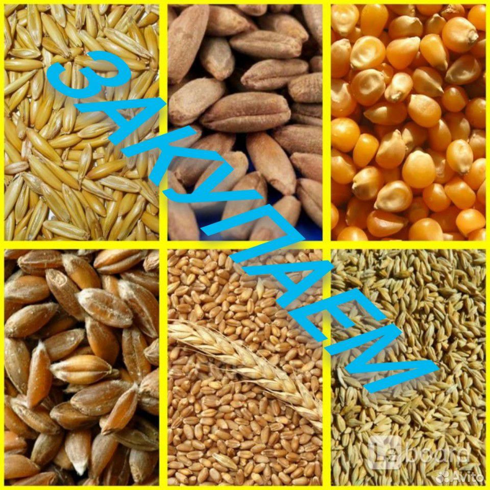 Ячмень,пшеница,кукуруза купить на Зозу.ру - фотография № 1