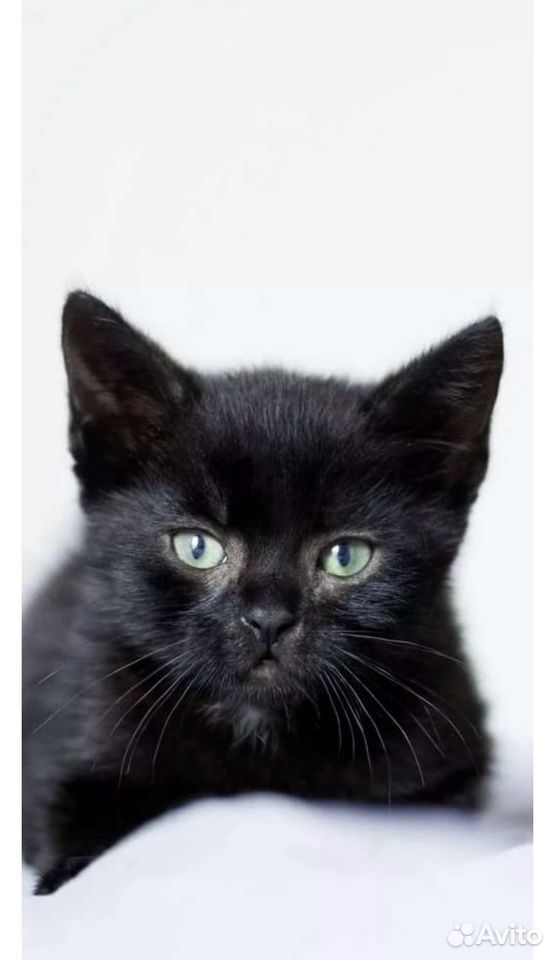 Черный котенок купить на Зозу.ру - фотография № 2