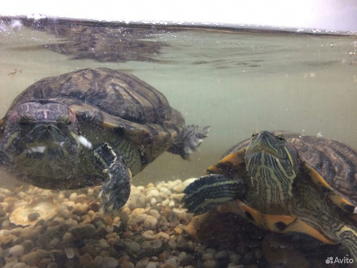 Красноухие черепахи с аквариумом 150литров купить на Зозу.ру - фотография № 4