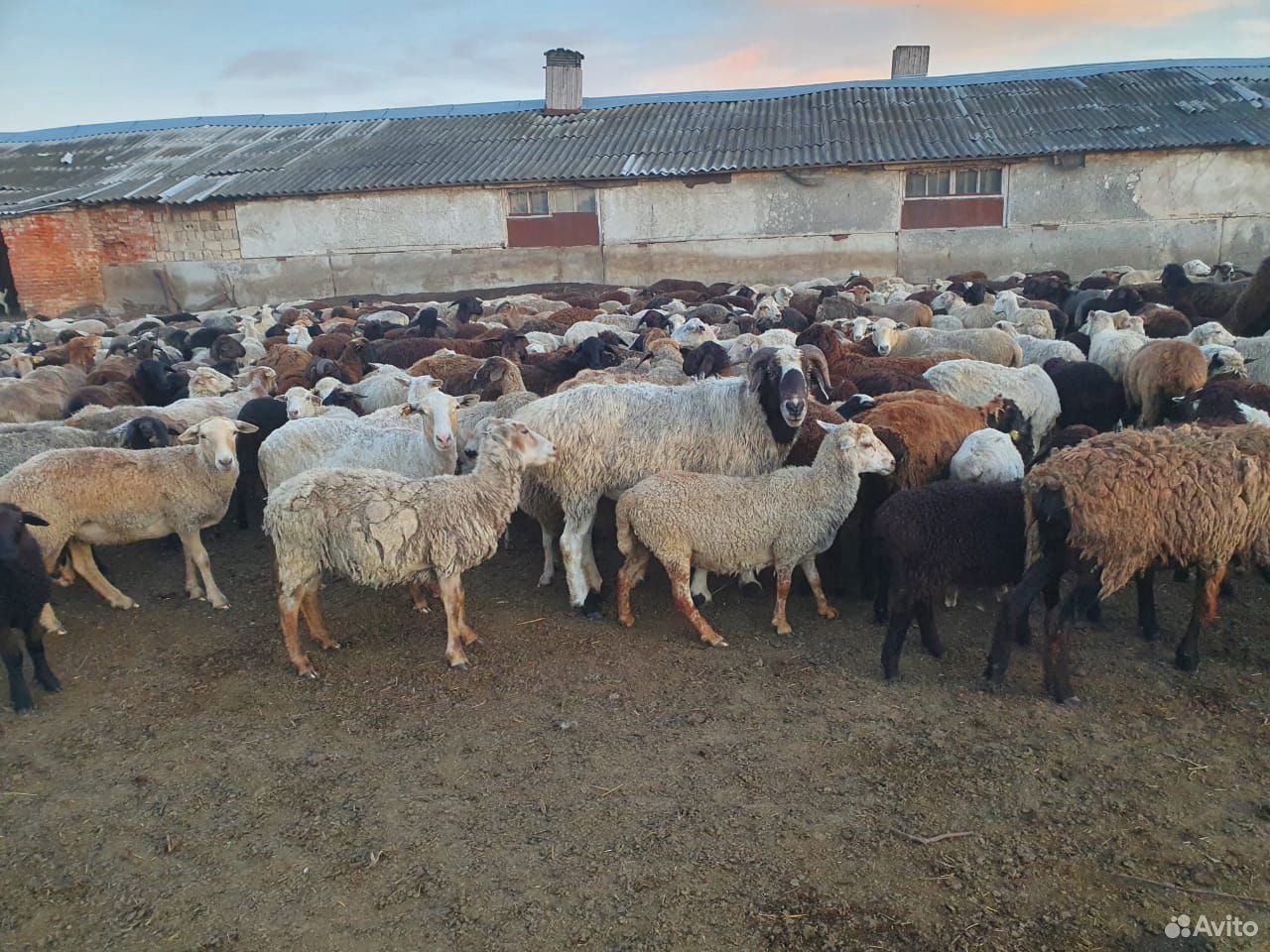 Бараны, овцы на Курбан-Байрам и другие цели купить на Зозу.ру - фотография № 4