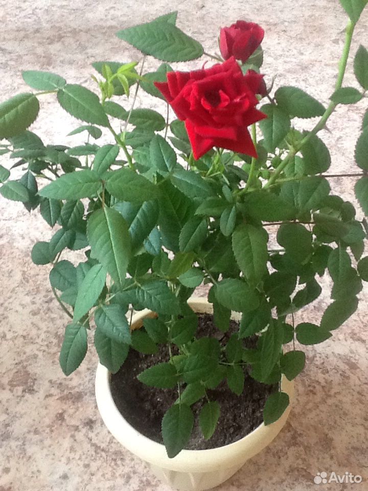 Комнатная роза купить на Зозу.ру - фотография № 4