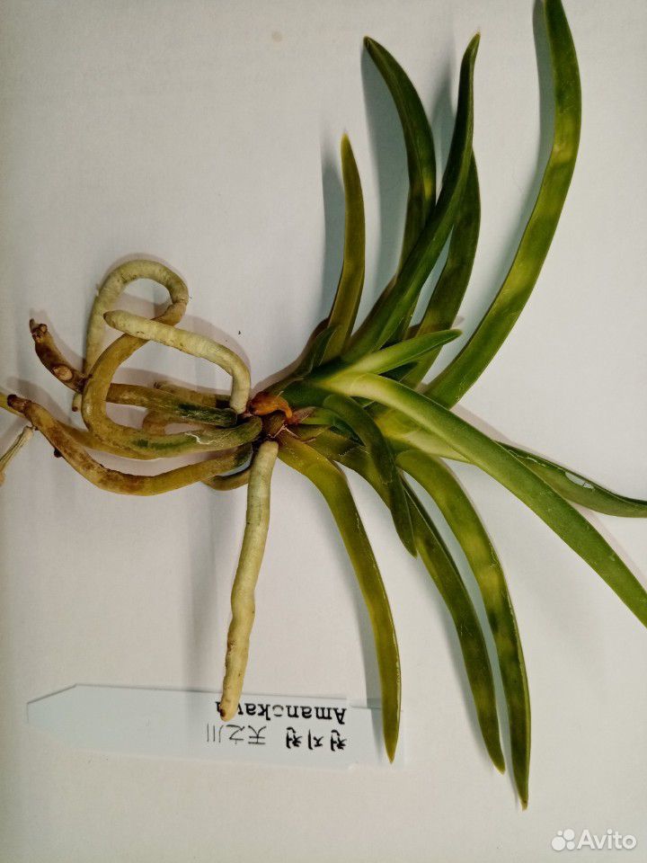 Орхидея неофинетия amanokawa купить на Зозу.ру - фотография № 4