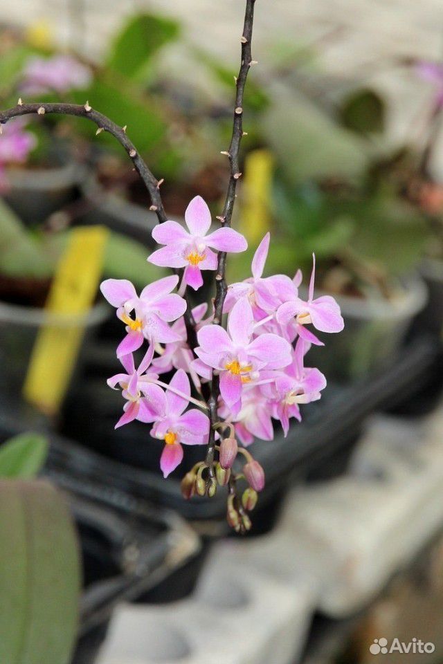 Орхидея phalaenopsis equestris купить на Зозу.ру - фотография № 2
