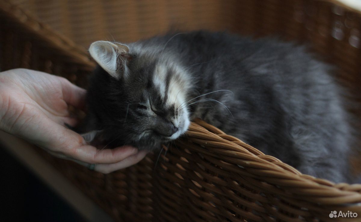 Котенок, дымчатый, пушистый, девочка, 3 месяца купить на Зозу.ру - фотография № 4
