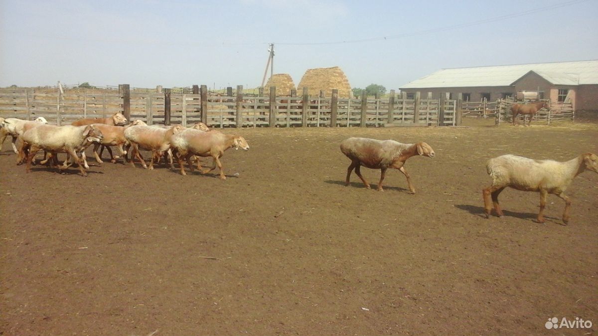 Баран овцы купить на Зозу.ру - фотография № 7