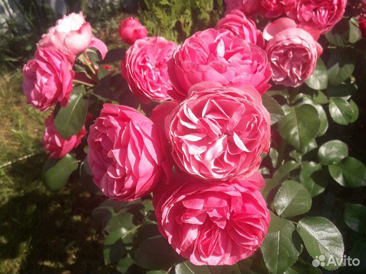 Черенок розы "Леонардо да Винчи" купить на Зозу.ру - фотография № 2