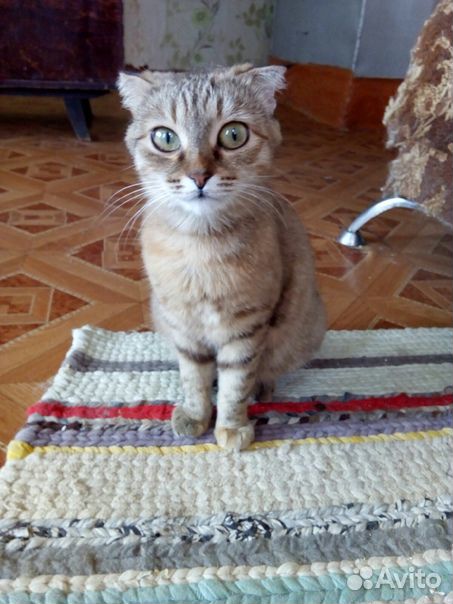 Кошка стерилизованная купить на Зозу.ру - фотография № 1