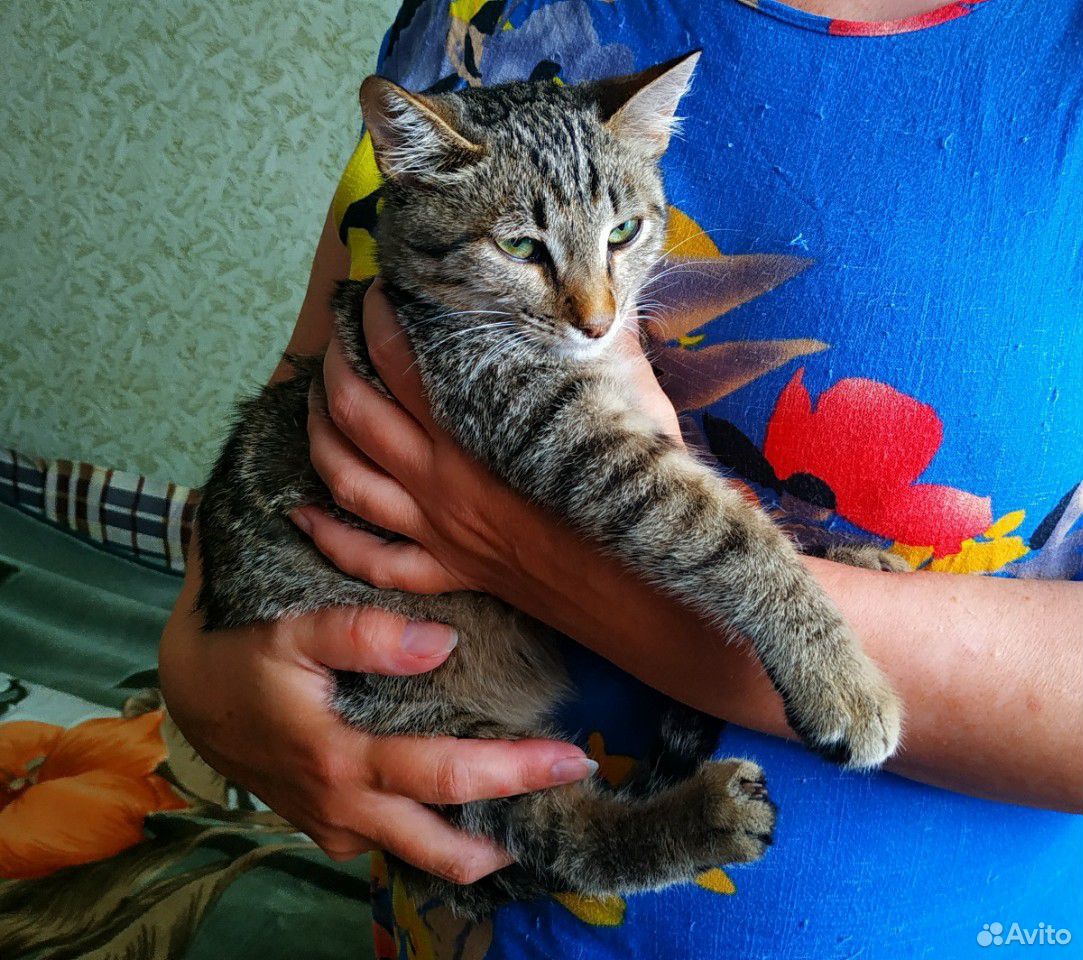 Котёнок-мальчик в добрые руки купить на Зозу.ру - фотография № 2