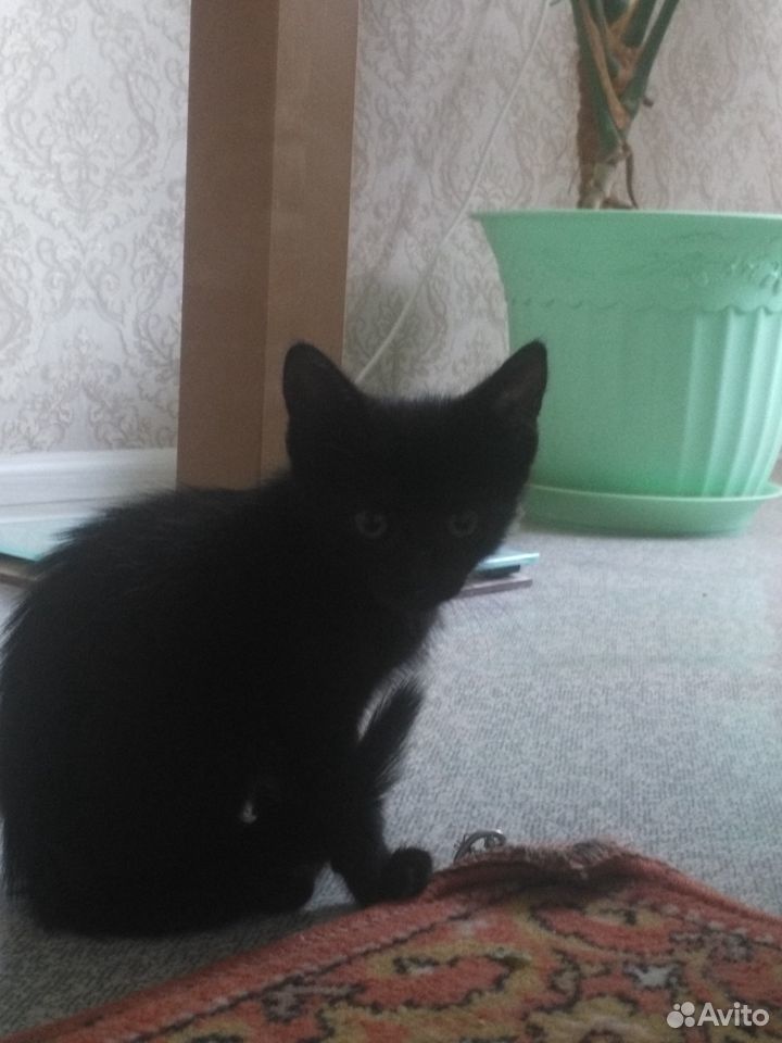 Кошка котенок купить на Зозу.ру - фотография № 3