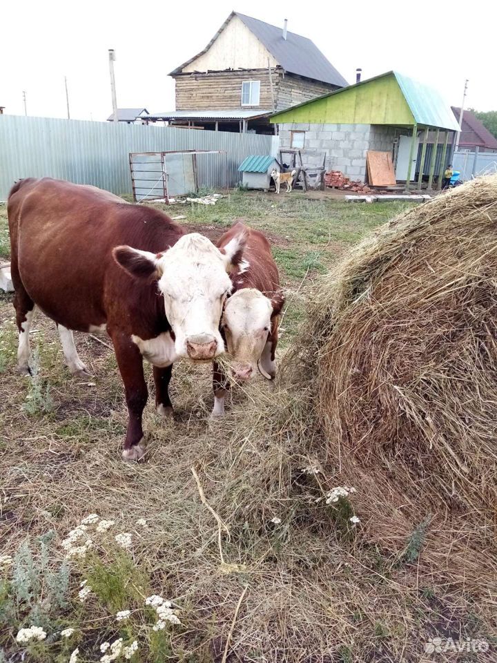Корова с бычком купить на Зозу.ру - фотография № 6