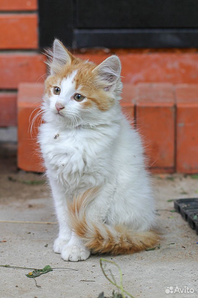 Кошечка белая с рыжим 3 месяца купить на Зозу.ру - фотография № 6