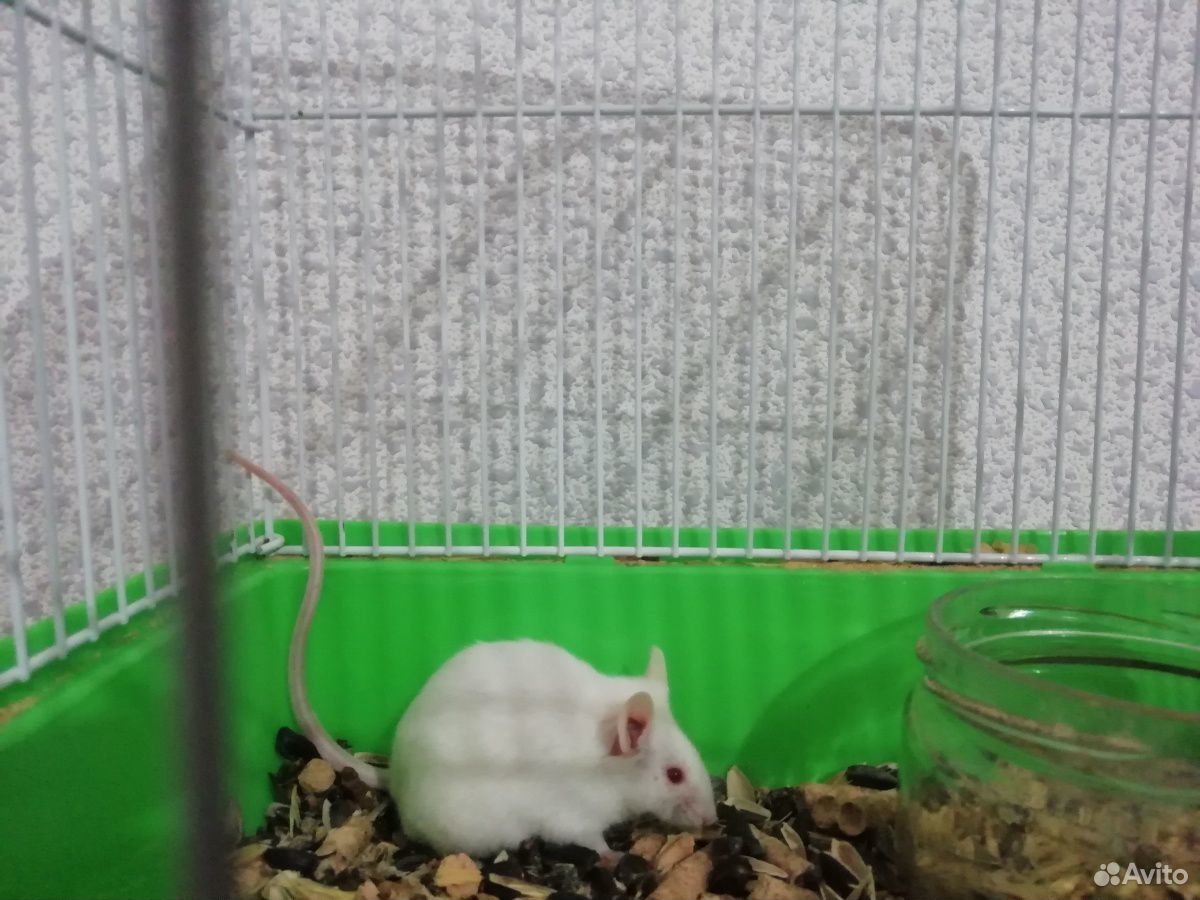 Мышки белые купить на Зозу.ру - фотография № 1