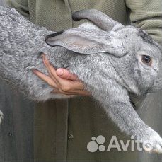 Кролики серый великан купить на Зозу.ру - фотография № 1