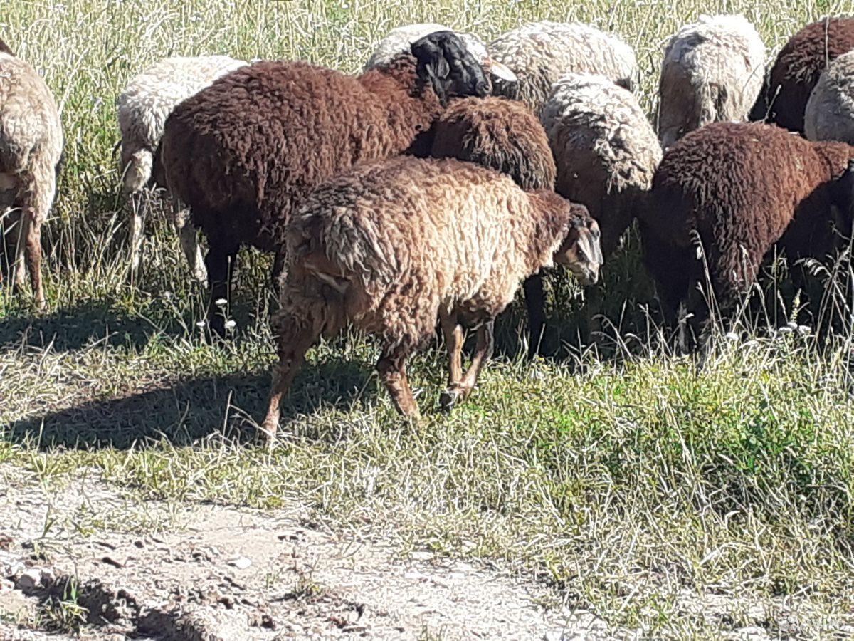 Овцы,ягнята,бараны купить на Зозу.ру - фотография № 10