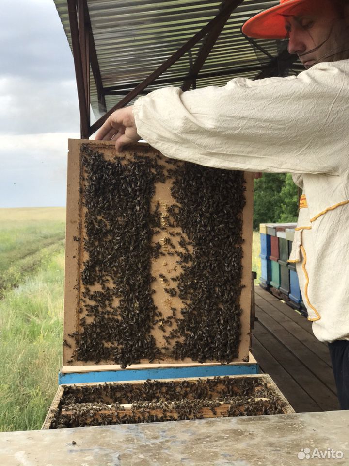 Купить свежий майский мед с доставкой на дом Мёд купить на Зозу.ру - фотография № 3