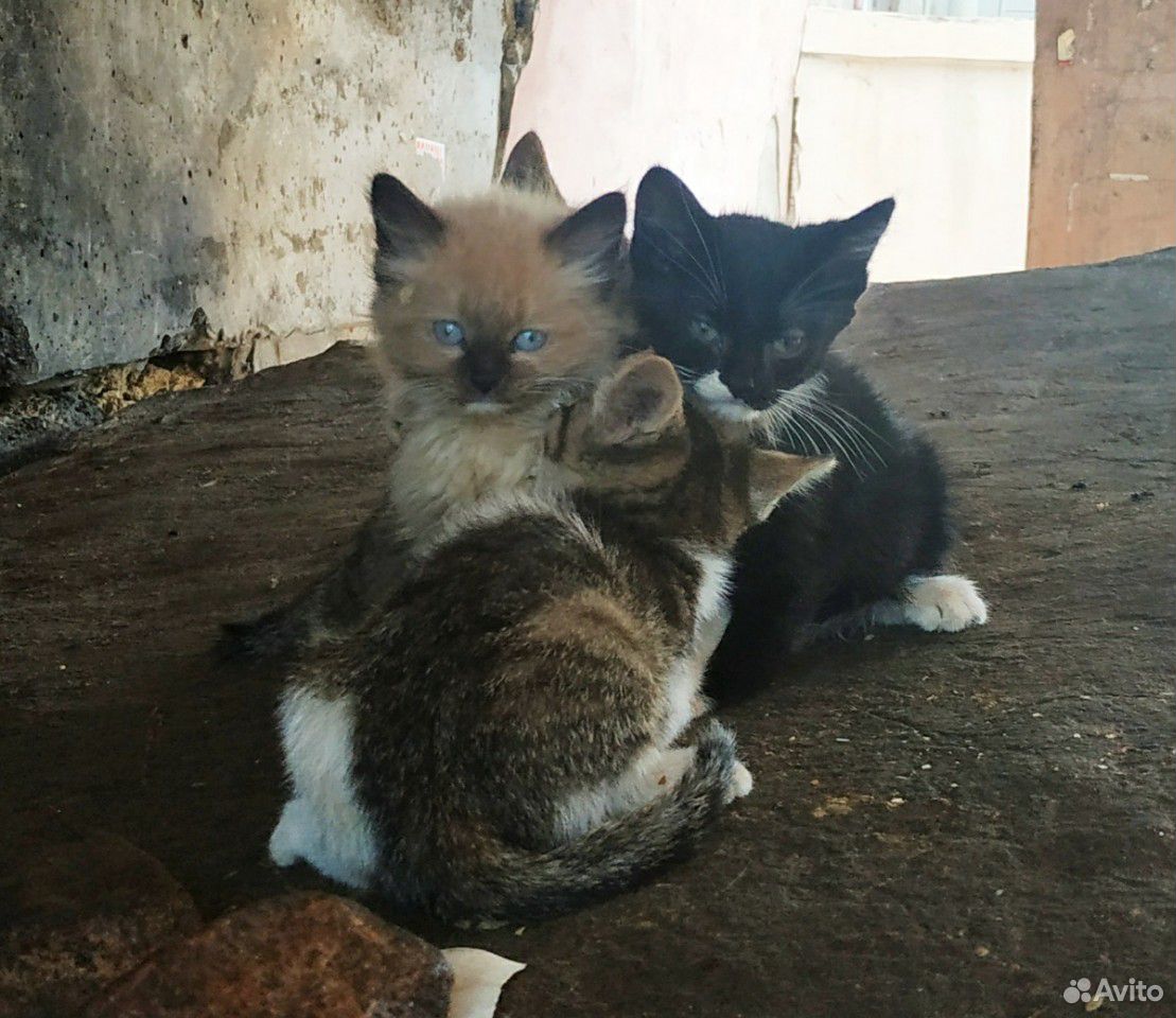 Котята ищут дом купить на Зозу.ру - фотография № 4