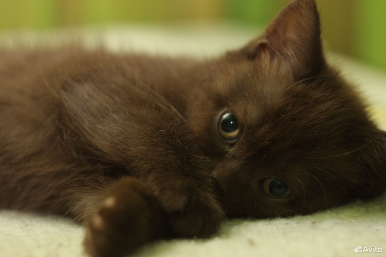 Ласковые шоколадные котята купить на Зозу.ру - фотография № 1