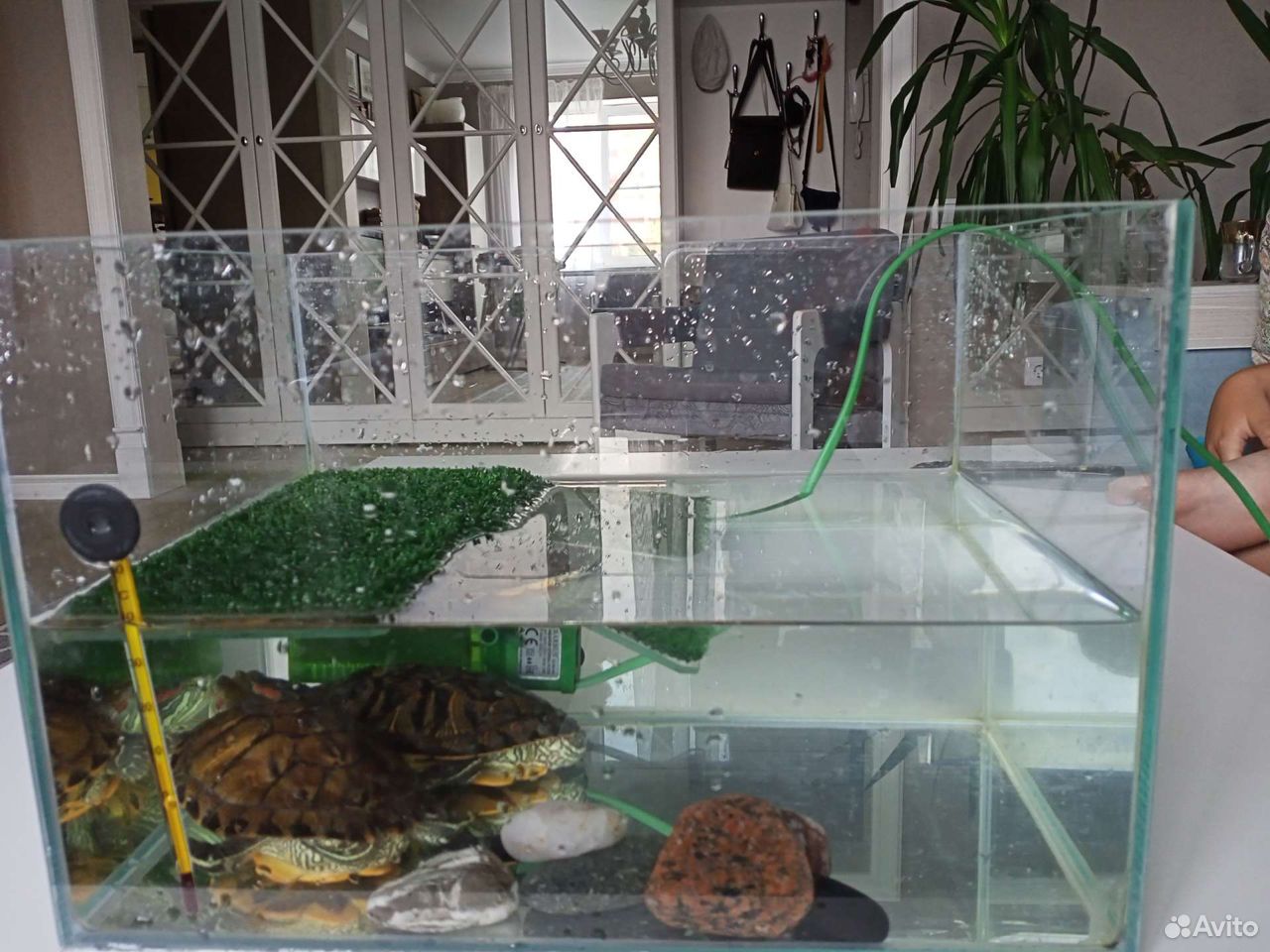 Красноухие черепахи купить на Зозу.ру - фотография № 4