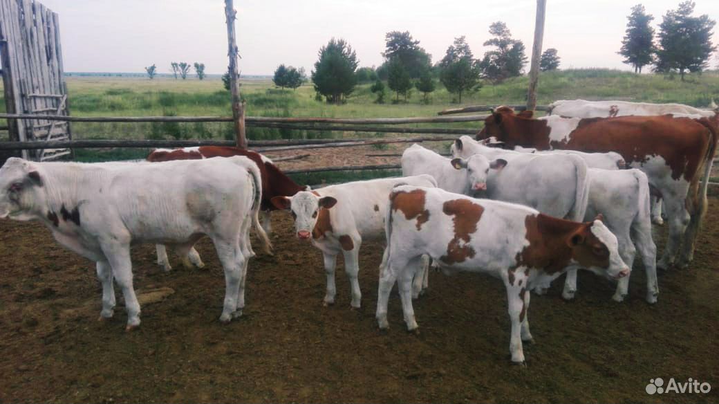 Коровы, бык, телята купить на Зозу.ру - фотография № 4