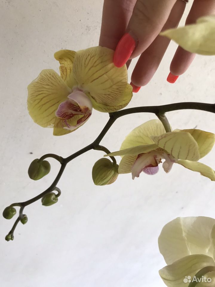Орхидея фаленопсис цветущая купить на Зозу.ру - фотография № 5