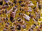 Пчелы объявление продам