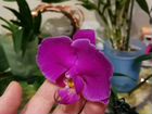Орхидеи из домашней коллекции объявление продам