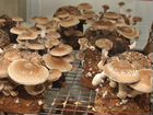 Производство свежих грибов (шампиньоны, вешенка) объявление продам
