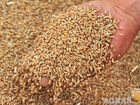 Зерно пшеница ячмень овес зерно нетравлиная объявление продам