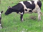 Корова в месте телятоми 50 голов объявление продам