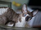 Кот породы Корниш-рекс объявление продам